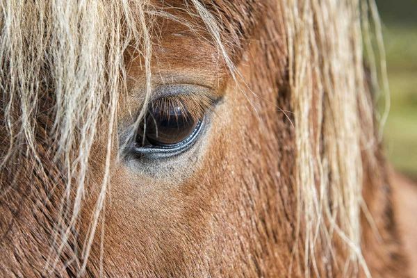 Iceland Of eye and head of Icelandic horse